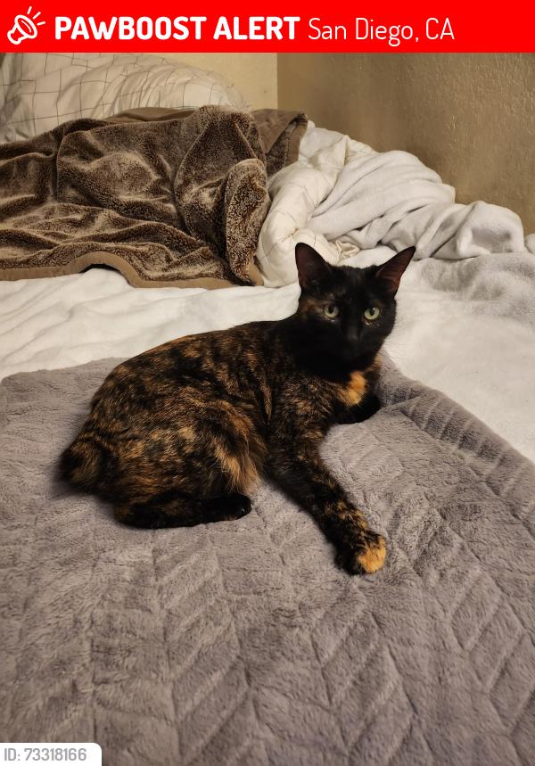 Lost Female Cat last seen In Sunset Meadows apmt Complex, San Diego, CA 92111