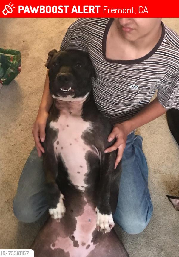 Lost Female Dog last seen Safeway, Fremont, CA 94539
