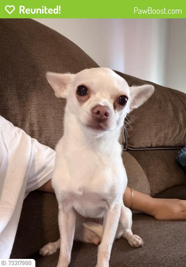 Reunited Female Dog last seen Near becerly pl san marcos, San Marcos, CA 92078