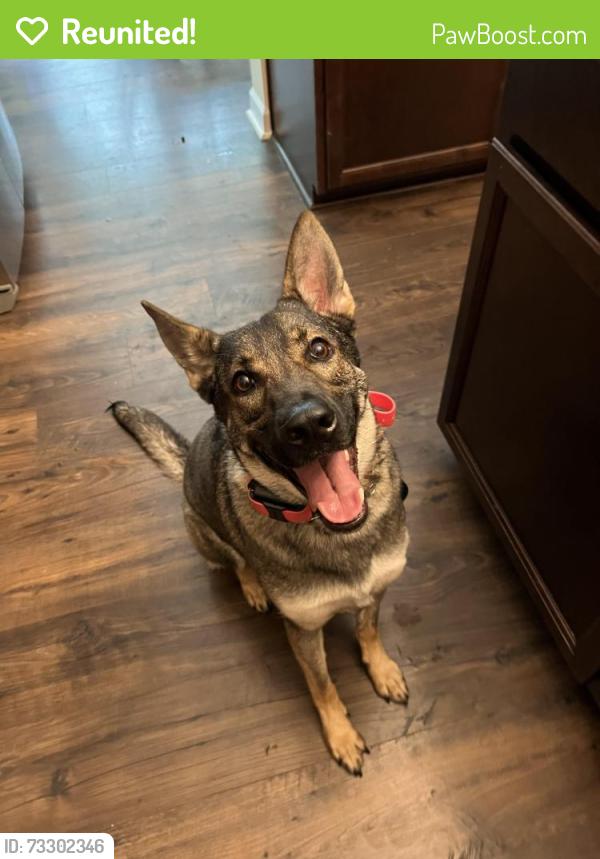 Reunited Female Dog last seen Steeple Chase at McCain, Five Points, NC 28376