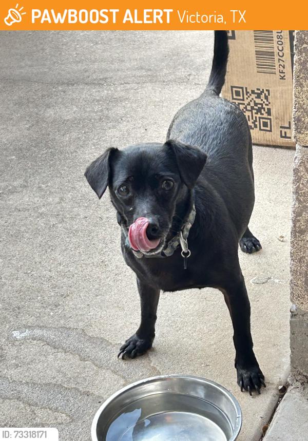 Found/Stray Male Dog last seen Kingwood & Ridgewood St., Victoria, TX 77901