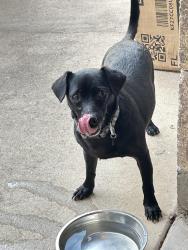 Found/Stray Male Dog last seen Kingwood & Ridgewood St., Victoria, TX 77901