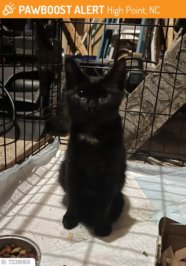 Found/Stray Male Cat last seen W Lexington avenue, Davidson county, High Point, NC 27262