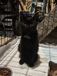 Found/Stray Male Cat last seen W Lexington avenue, Davidson county, High Point, NC 27262