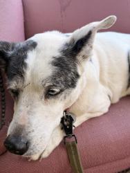 Found/Stray Female Dog last seen By the oregon city swimming pool, Oregon City, OR 97045
