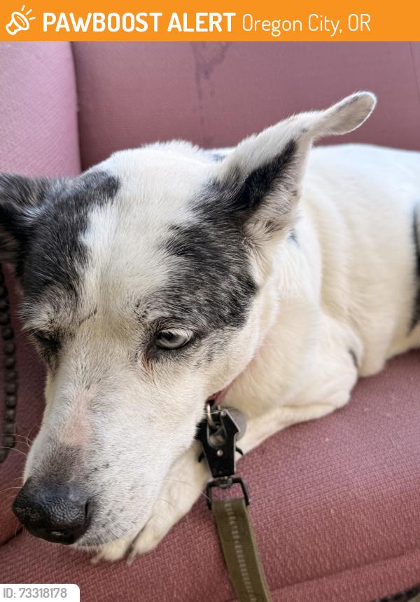 Found/Stray Female Dog last seen By the oregon city swimming pool, Oregon City, OR 97045