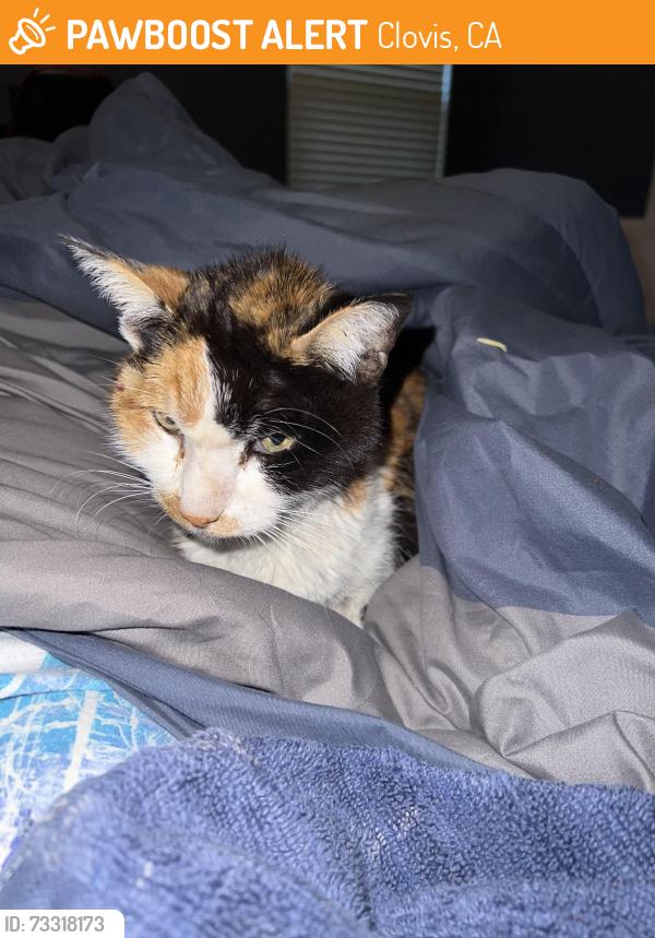 Found/Stray Unknown Cat last seen Minnewawa and Shepard, Clovis, CA 93612