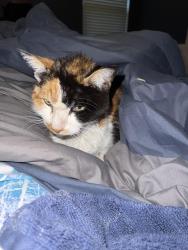 Found/Stray Unknown Cat last seen Minnewawa and Shepard, Clovis, CA 93612