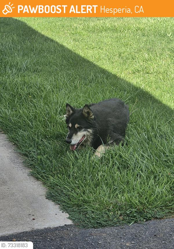 Found/Stray Unknown Dog last seen Eucalyptus Maple, Hesperia, CA 92340