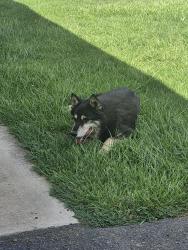 Found/Stray Unknown Dog last seen Eucalyptus Maple, Hesperia, CA 92340
