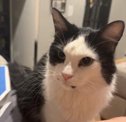 Reunited Female Cat last seen Paces, Main Street and Gentile, Layton, UT 84041