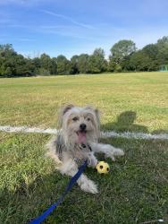 Lost Male Dog last seen Rail tracks that back on to cherry tree woods and Great North Road, Greater London, England N2 9QH