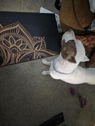 Reunited Male Dog last seen I-240 and South May Oklahoma City, Oklahoma City, OK 73159