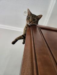 Reunited Male Cat last seen Near Shannon Ave Melbourne Beach, Melbourne Beach, FL 32951