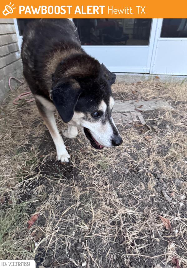 Found/Stray Male Dog last seen Ivy Ln, Hewitt, TX 76643