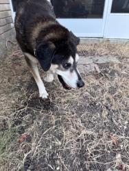 Found/Stray Male Dog last seen Ivy Ln, Hewitt, TX 76643