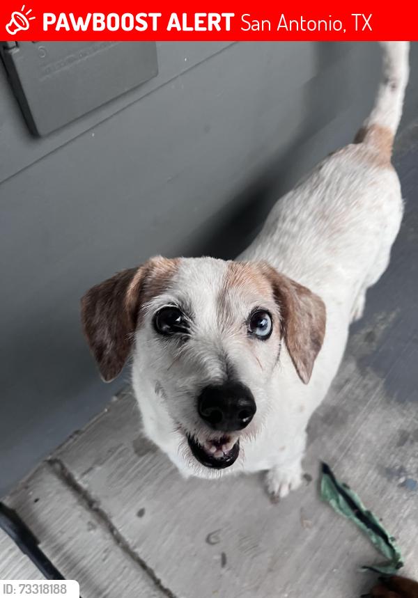 Lost Female Dog last seen Hillje St. and Koehler Ct., San Antonio, TX 78223