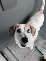 Lost Female Dog last seen Hillje St. and Koehler Ct., San Antonio, TX 78223