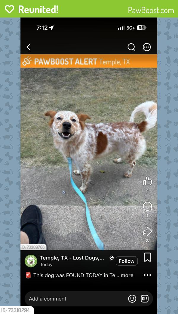 Reunited Male Dog last seen 37th St., Temple, TX, Temple, TX 76504