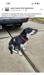 Found/Stray Unknown Dog last seen Ridgecrest, Montgomery County, TX 77318
