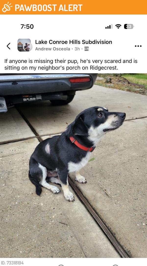 Found/Stray Unknown Dog last seen Ridgecrest, Montgomery County, TX 77318