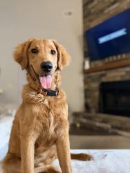 Lost Male Dog last seen Blackman veterans way, Murfreesboro, TN 37128