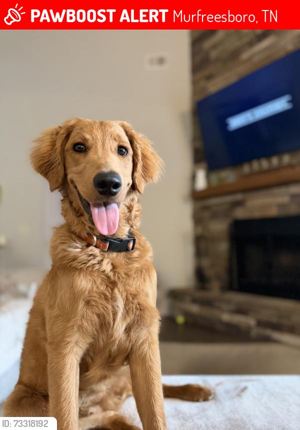 Lost Male Dog last seen Blackman veterans way, Murfreesboro, TN 37128