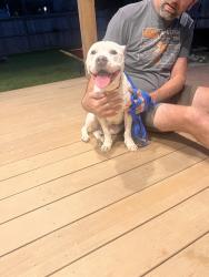 Found/Stray Female Dog last seen Rimbey avenue, Columbus, OH 43230