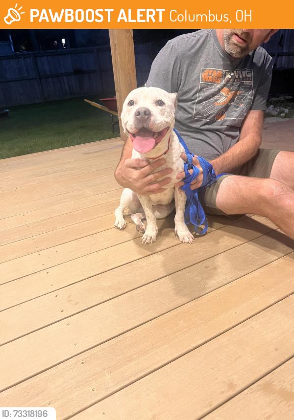 Found/Stray Female Dog last seen Rimbey avenue, Columbus, OH 43230