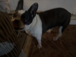 Reunited Female Dog last seen Steven’s restaurant in Arcadia, Winston-Salem, NC 27127