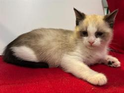 Shelter Stray Male Cat last seen 23RD AVE/MENDOCINO BLVD, 95820, 3839 Bradshaw Rd, Sacramento, CA 95827, USA