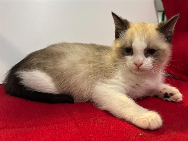 Shelter Stray Male Cat last seen 23RD AVE/MENDOCINO BLVD, 95820, 3839 Bradshaw Rd, Sacramento, CA 95827, USA