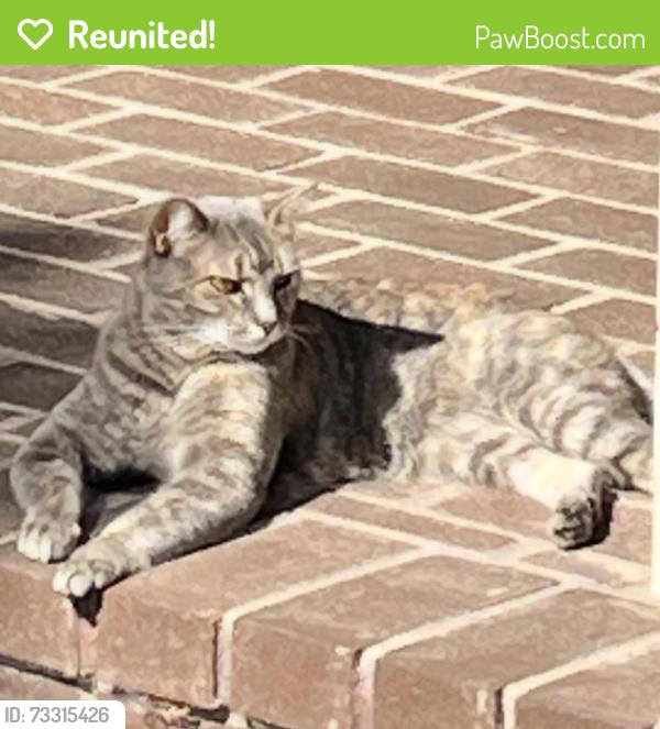 Reunited Female Cat last seen Campbell and Leigh, San Jose, CA 95125