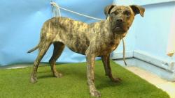 Shelter Stray Female Dog last seen , 216 W Victoria St, Gardena, CA 90248, USA