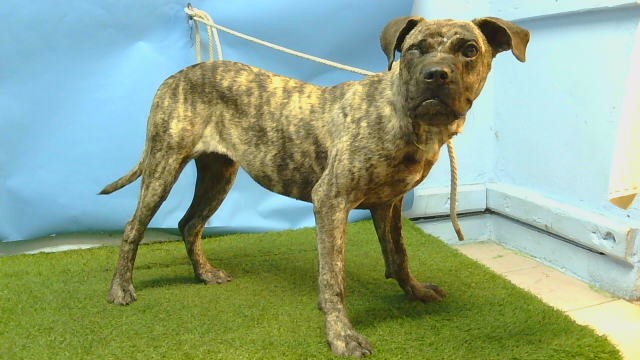 Shelter Stray Female Dog last seen , 216 W Victoria St, Gardena, CA 90248, USA
