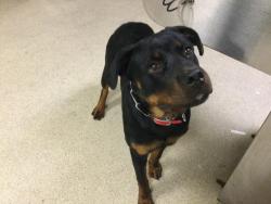 Shelter Stray Male Dog last seen JURUPA AVE/RIVERSIDE AVE, 6851 Van Buren Boulevard, Jurupa Valley, CA 92509, USA