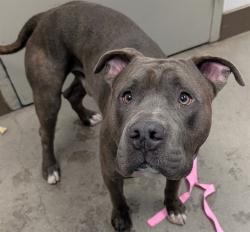 Shelter Stray Male Dog last seen , 4000 N Silverbell Rd, Tucson, AZ 85745, USA