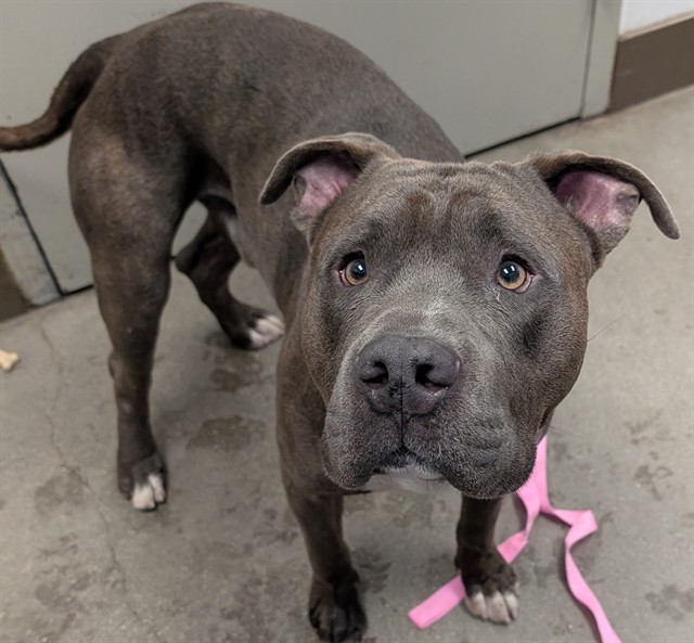 Shelter Stray Male Dog last seen , 4000 N Silverbell Rd, Tucson, AZ 85745, USA
