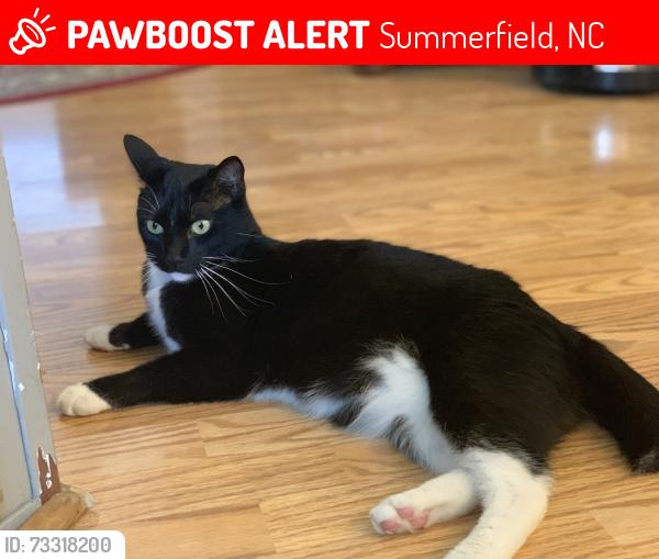 Lost Female Cat last seen Shane’s Sporting Clays, Summerfield, NC 27358