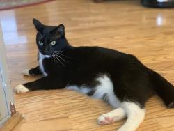Lost Female Cat last seen Shane’s Sporting Clays, Summerfield, NC 27358