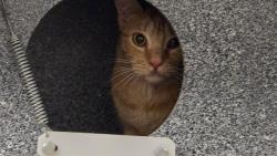 Shelter Stray Female Cat last seen Near BLOCK GRAND BLVD, COLORADO SPRINGS CO 80911, 610 Abbot Ln, Colorado Springs, CO 80905, USA