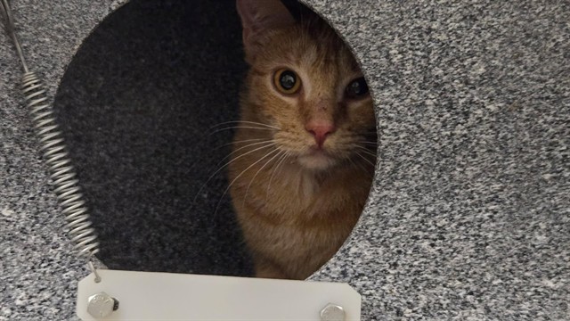 Shelter Stray Female Cat last seen Near BLOCK GRAND BLVD, COLORADO SPRINGS CO 80911, 610 Abbot Ln, Colorado Springs, CO 80905, USA