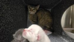 Shelter Stray Female Cat last seen Near BLOCK GRAND BLVD, COLORADO SPRINGS CO 80911, 610 Abbot Ln, Colorado Springs, CO 80905, USA