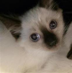 Shelter Stray Female Cat last seen Near BLOCK S 2855, 4522 W 3500 S, West Valley City, UT 84120, USA