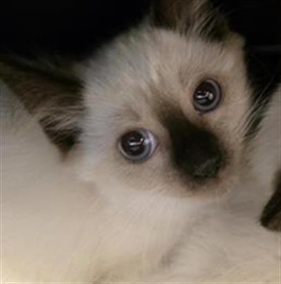 Shelter Stray Female Cat last seen Near BLOCK S 2855, 4522 W 3500 S, West Valley City, UT 84120, USA