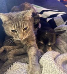 Reunited Female Cat last seen Lindsay Brown Mesa, Mesa, AZ 85213