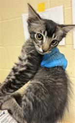 Shelter Stray Male Cat last seen STONECREEK DR & WOODLAND OAKS WAY, 2127 Front St, Sacramento, CA 95818, USA