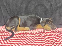 Shelter Stray Female Dog last seen , 38550 Sierra Hwy, Palmdale, CA 93550, USA