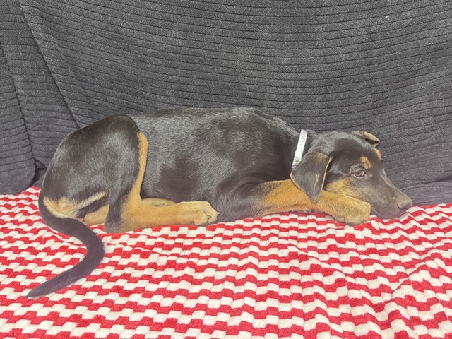Shelter Stray Female Dog last seen , 38550 Sierra Hwy, Palmdale, CA 93550, USA