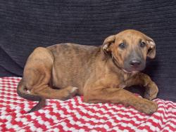 Shelter Stray Female Dog last seen , 38550 Sierra Hwy, Palmdale, CA 93550, USA